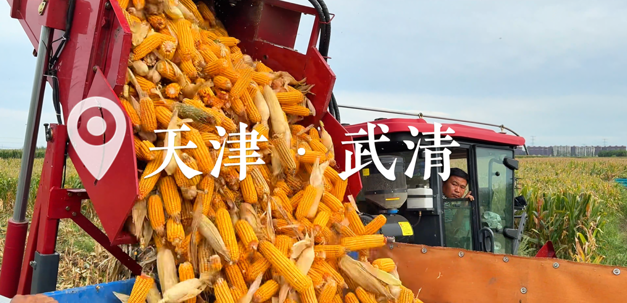 用戶(hù)說(shuō)裕龍：跨區(qū)底氣，源自沃得玉米機(jī)的硬核實(shí)力